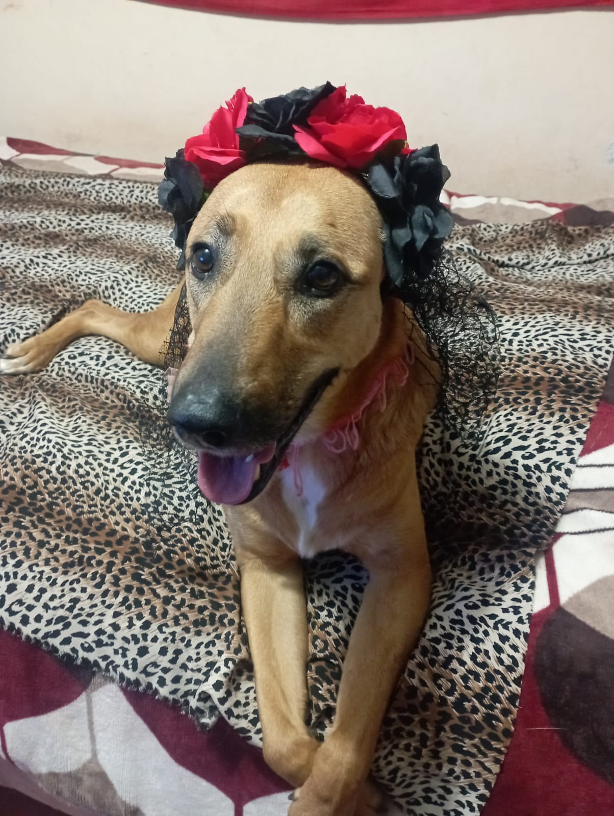 WhatsApp Image 2023-11-13 at 10.15.11 AM